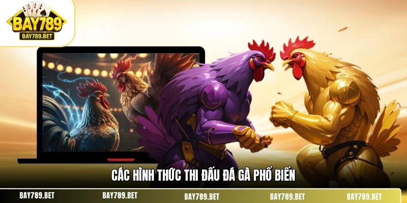 Đá Gà BAY789 2 Các hình thức thi đấu đá gà phổ biến